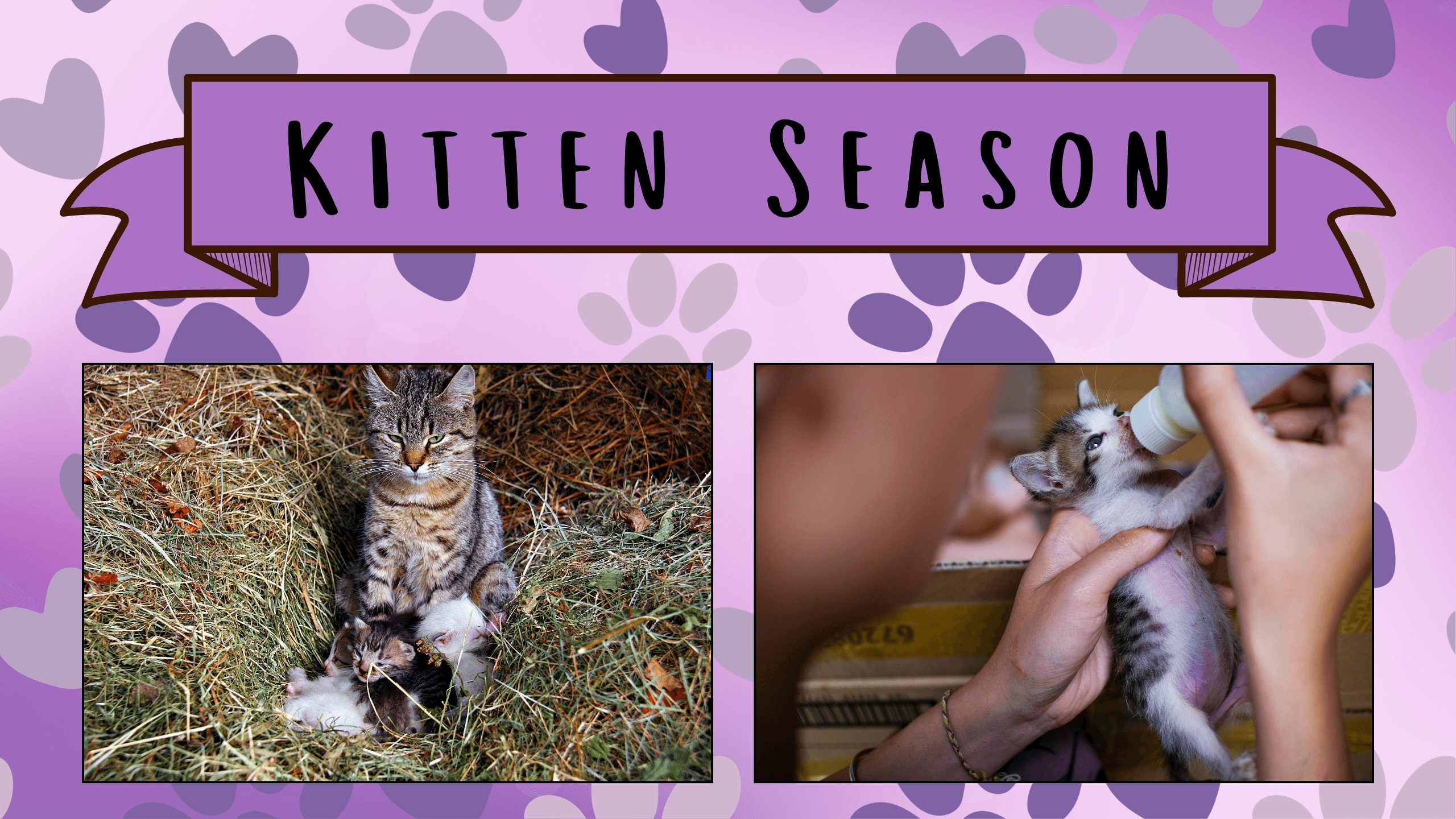 Kitten Season banner with mother cat and kittens Kitten Season banner with mother cat and kittens